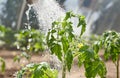 Watering seedling tomato