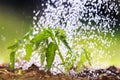 Watering seedling tomato in greenhouse garden Royalty Free Stock Photo
