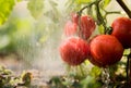 Watering seedling tomato in greenhouse garden