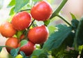 Watering seedling tomato in greenhouse garden Royalty Free Stock Photo