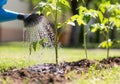 Watering seedling tomato plant garden with watering can Royalty Free Stock Photo