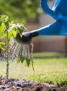 Watering seedling tomato plant garden with watering can Royalty Free Stock Photo