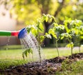 Watering seedling tomato plant garden with watering can Royalty Free Stock Photo