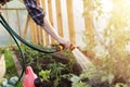 Watering seedling tomato plant in greenhouse garden. Gardening concept. Healthy and slow living