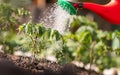 Watering seedling tomato plant in greenhouse garden with red watering can Royalty Free Stock Photo