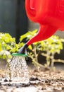 Watering seedling tomato plant in greenhouse garden with red watering can Royalty Free Stock Photo