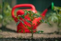 Watering seedling tomato plant in greenhouse garden with red watering can Royalty Free Stock Photo