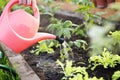 Watering seedling tomato plant in greenhouse garden with red watering can. Gardening concept