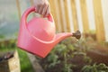 Watering seedling tomato plant in greenhouse garden with red watering can. Gardening concept Royalty Free Stock Photo