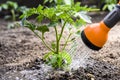 Watering seedling tomato in vegetable garden Royalty Free Stock Photo