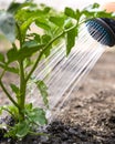 Watering seedling tomato in vegetable garden Royalty Free Stock Photo