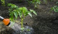 Watering seedling tomato in vegetable garden Royalty Free Stock Photo