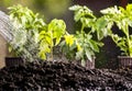 Watering seedling tomato in vegetable garden Royalty Free Stock Photo