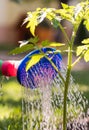 Watering seedling tomato plant in greenhouse garden