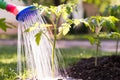 Watering seedling tomato plant in greenhouse garden