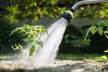 Watering seedling tomato