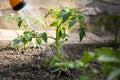 Watering seedling tomato in vegetable garden Royalty Free Stock Photo