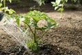 Watering seedling tomato in vegetable garden Royalty Free Stock Photo