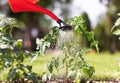Watering seedling tomato in vegetable garden Royalty Free Stock Photo