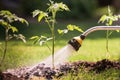 Watering seedling tomato plant in greenhouse garden