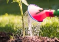 Watering seedling tomato plant in greenhouse garden