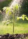 Watering seedling tomato plant in greenhouse garden Royalty Free Stock Photo