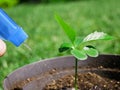 Watering a seedling of trumpet rose tree with a spray nozzle closeup blurred background