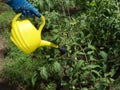 Watering seedlings Royalty Free Stock Photo