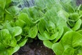 Watering small lettuce plants Royalty Free Stock Photo