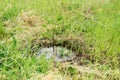 Watering a small tree from a hose. a farmer grows a garden