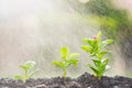 Watering small trees with water spray - save water concept.