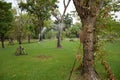 Watering , springer, tree, garden.