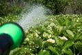 Watering strawberry on garden Royalty Free Stock Photo