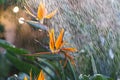 Watering strelitzia reginae growing in botanical garden. Taking care of tropical plant in greenhouse
