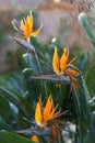 Watering strelitzia reginae growing in botanical garden. Taking care of tropical plant in greenhouse