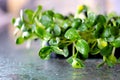 watering sunflower microgreens large drops of rain fall break splashes on a glass table Healthy Eating Concept. Organic