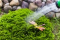 Watering Thuy ball, plant care Royalty Free Stock Photo