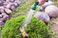 Watering Thuy ball, plant care Royalty Free Stock Photo