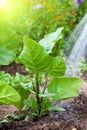Watering the tobacco-plant Royalty Free Stock Photo