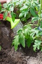 Watering tomatoes