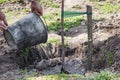 Watering tree seedlings after planting Royalty Free Stock Photo