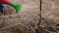 The sprouts are watered from a watering can. New growth of life, ecology. Agriculture, gardening or planting concept Royalty Free Stock Photo