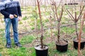 Watering trees in a garden nursery. A gardener waters a fruit tree in a container with soil on a spring day Royalty Free Stock Photo