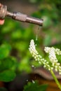 Watering the trees pumping through rubber tube. Royalty Free Stock Photo