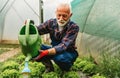 Watering of vegetable bed with rows of lettuce. Agriculture work people healthy food concept.