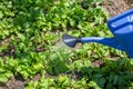 Watering the vegetable garden from a watering can. The gardener is watering radish sprouts Royalty Free Stock Photo