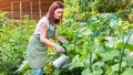 Watering vegetable garden. A woman gardener in an apron and gloves waters the beds with organic vegetables. Caring for cucumber Royalty Free Stock Photo