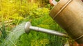Watering vegetable plants in the garden of an old metal watering can Royalty Free Stock Photo