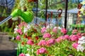 Watering from a water sprayer of pelargonium flowers in the garden center