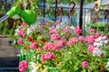 Watering from a water sprayer of pelargonium flowers in the garden center